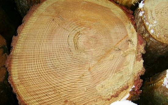 Die Qualität eines Holzproduktes beginnt bei der Holzauswahl.
Gesundes Holz ist Voraussetzung um in langlebige Produkte herzustellen. Außerdem sollte der Baum je nach Einsatzzweck auch entsprechende Mindestanforderungen erfüllen.