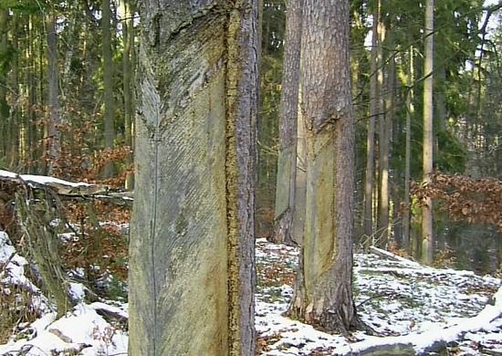 Kiefer, Baumharz, Holz und mehr..
Bis ca.1990 wurde in Deutschland noch fleißig Harz geerntet. Das Baumharz wurde für die Herstellung von Farben, Klebstoffen, Schmierstoffen, Kolophonium, Schuhcreme