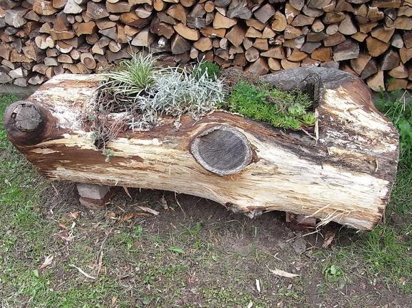 Ausgehöhlter Stamm als Pflanzkübel
Braunfäule im Stamm führte dazu, das diese Eiche vorzeitig gefällt wurde. Knappe 70 Jahre sind für eine Eiche kein Alter. Das astige Stück Stamm mit Beginn der Krone war