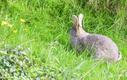 Rasenmähen - Lieblingsbeschäftigung vieler Gartenbesitzer