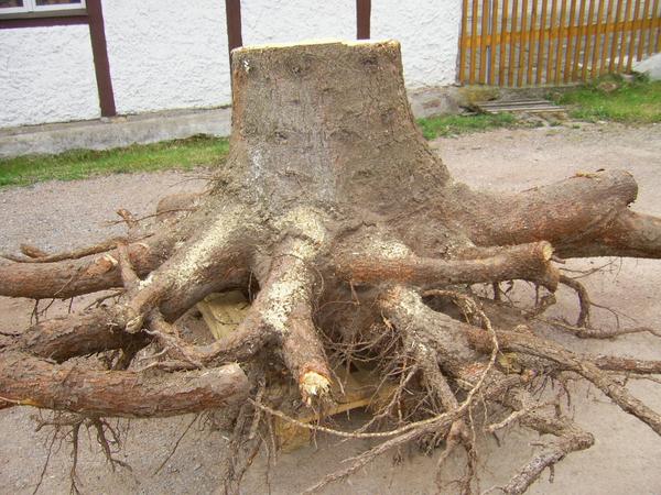 Edeltanne - zu schnell gewachsen.
Wer sich einen Nadelbaum in den Vorgarten setzt um diesen zu verzieren, denkt noch nicht an einen haushohen Baum. Doch ehe man sich versieht hat der Baum das Haus überholt.