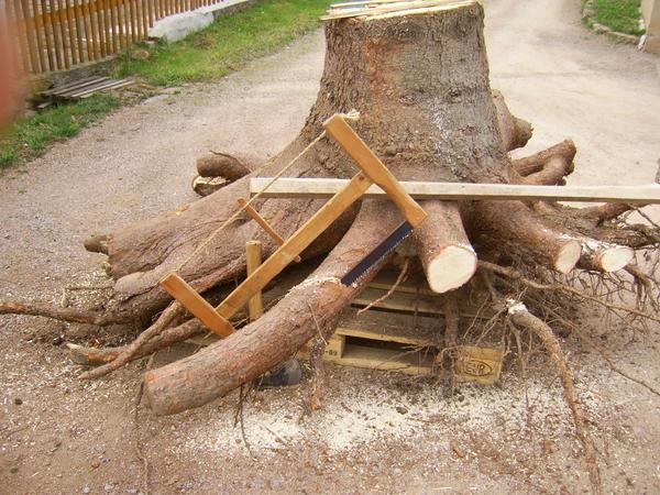 Wurzelbehandlung mit Axt und Säge
Nachdem die erste Idee zur weiteren Verwendung der Wurzel geboren wurde, beginnt die Wurzelbehandlung. Bei dieser Gelegenheit lassen sich allerhand Werkzeuge ausprobieren.