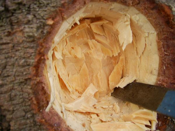 Holzbearbeitung mit dem Stemmeisen
Auf der künftigen Unterseite der Wurzel fehlt noch eine Stütze. Die Tanne ist ein Flachwurzler, das bedeutet die Wurzeln sind wirklich flach wie ein Teller.