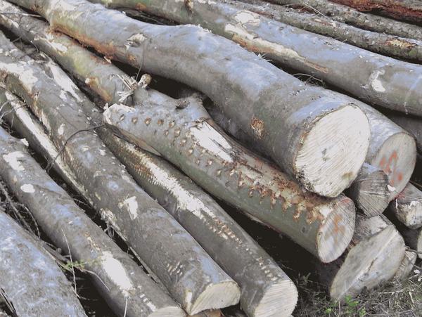Holz verheizen - schade drum
Auf der Suche nach dem sparsamsten Heizsystem, werden viele Heizungsanlagen auf Holzverbrennung umgerüstet. Man rechnet mit günstiger Holzbeschaffung und vergisst,