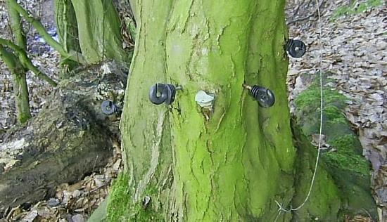 Die Hainbuche treibt seltsame Blüten
Ein Zeichen dafür, das der Bauer ein gestörtes Verhältnis zur Natur hat. Das Holz der Hainbuche ist eines der härtesten und zugleich zähesten einheimischen Hölzer.