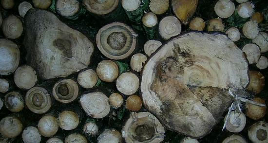 Heizen mit Holz - Reichen die Vorräte?
Holz ist viel zu kostbar um es einfach so zu verheizen. Auch wenn die Monokulturen in Form von Fichtenwäldern ihr Spuren hinterlassen haben, gibt der Zustand des Holzes meist noch