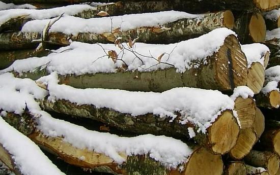 28.03.2009 Birken können mehr als nur Heizen.
Die Birke ist wohl am bekanntesten in kleine Stücken geschnitten vor einem Kamin oder Kachelofen sitzend. Schon bevor die Birke gefällt wird, ist sie nützlich zu verwenden.