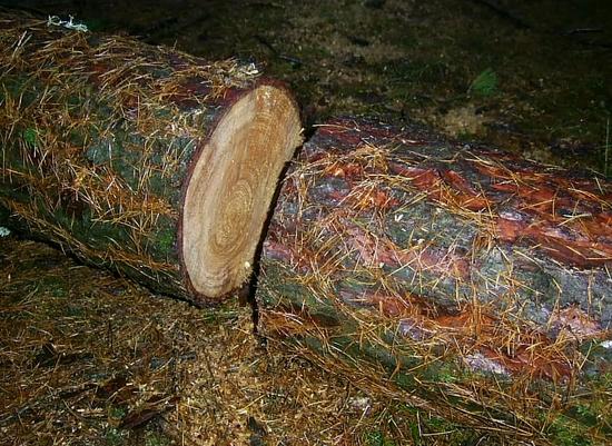 Lärchenholz - harzreich und wetterbeständig
Die Lärche zählt zu den wenigen Nadelbäumen, die im Winter Ihre Nadeln verlieren. Damit sorgt die Lärche für die goldgelben Farbtupfer in den Winter-Wäldern.