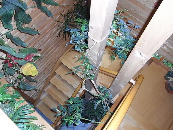 Holztreppe als Möbelstück
Wenn die Treppe in der Wohnung ausreichend dimensioniert ist, kann das Treppenhaus ähnlich wie ein Wohnraum genutzt werden und die Treppe wird zum Möbelstück.
