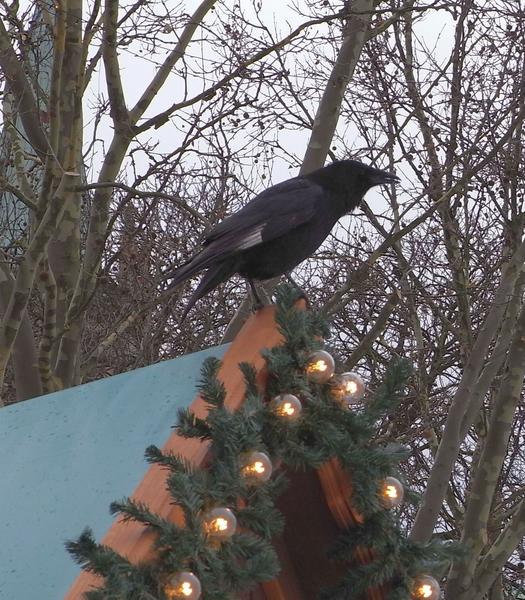 Der Rabe schimpft.
Es heißt ja Raben seien kluge Tiere. Hier sitzt einer und schimpft über das Treiben auf dem Weihnachtsmarkt. Er ist richtig außer sich, als wolle er etwas ernsthaft beanstanden..