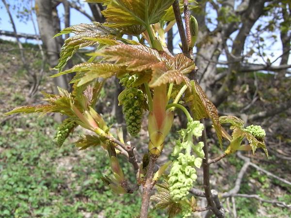 Ahornblüte
Man erkennt einen Ahornbaum meist an den gezackten Blättern. Die Blüte des Ahorns ist nur für einige Tage im Frühling zu sehen. Wer in dieser Zeit nicht in die Natur kommt