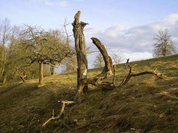 Die Toten mahnen uns - mehr Obst, weniger Rindfleisch.
Nichts gegen die Tiere, aber die wenigen für den Obstanbau geeigneten Flächen sind wertvoll. Durch die Rinderherden sind direkt diese Flächen bedroht.