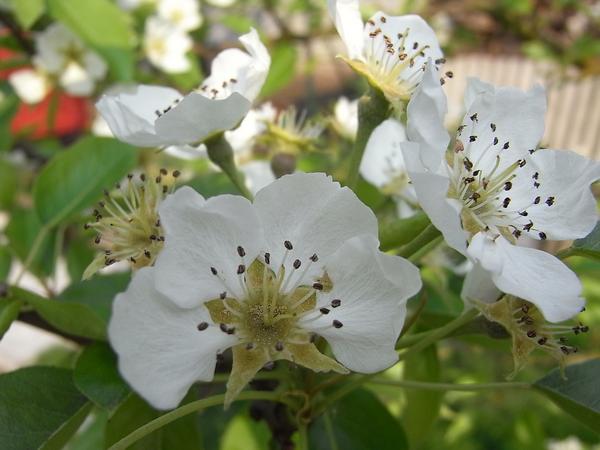 Birnenblüte
Wenn der Birnbaum blüht, läuft mir schon das Wasser im Mund zusammen. Schmackhaftes Obst aus der Region ist doch durch nichts zu überbieten.