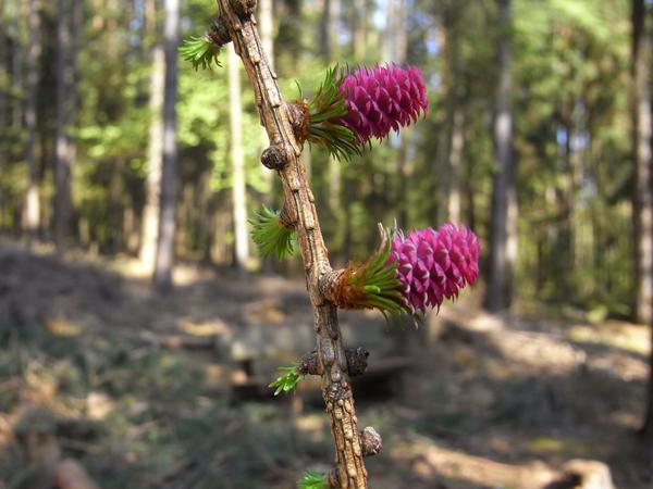 Lärchenblüte
Vergleichen Sie bitte mit dem Bild auf der vorhergehenden Seite. Hier wird doch deutlich sichtbar, das ein paar Kilometer Abstand zur Massentierhaltung