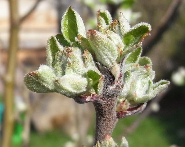 Frühlingsgefühle im Garten
Die ersten Knospen an dem jungen Apfelbäumchen sind aufgeplatzt. Bald wird sich zeigen, ob es ein paar Blüten bekommt und später auch noch einige Früchte.