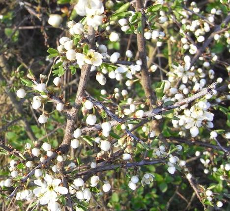 Schlehe beginnt zu blühen
Über den Winter sind die Schlehen-Hecken kaum wahrnehmbar. Als grau-braune Hecken fallen sie nicht auf. Jetzt wenn der Frühling kommt, machen die weißen Blüten auf