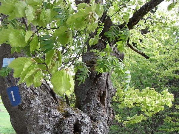 Eberesche aus der Buche
Ein wahrer Wunderbaum ist diese hohle Buche. Um sicher zu gehen, das an seiner Stelle später keine Lücke bleibt, hat jemand noch eine Eberesche in den hohlen Stamm gesetzt.