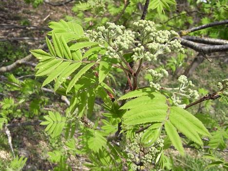 Eberesche oder Vogelbeerbaum
Wenn die Vogelbeeren erst rot leuchten erkennt jeder den Vogelbeerbaum. Jetzt beginnt die Eberesche aber erst zu blühen. Für die Natur ist dieser Baum viel wichtiger