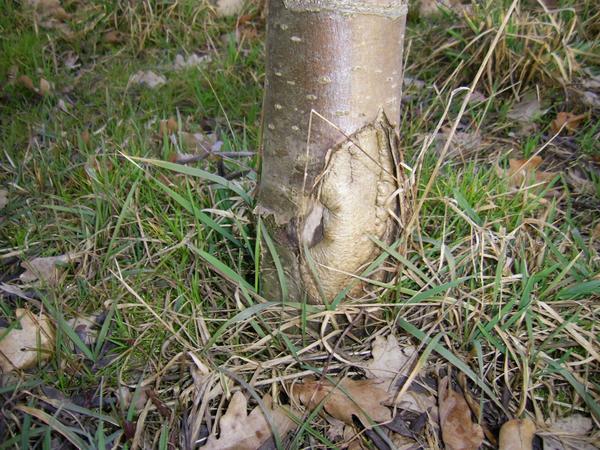 Immer wieder kommt der Motor-Sensenmann
Hier sieht man schon deutlich, das die unerbittlichen Kämpfer gegen die Natur wiederholt angegriffen haben. Die Wunden im Baum sind verwachsen.