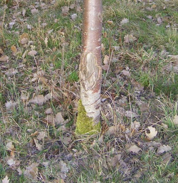 Rinde offen - Wunde am Baum
Die verletzten Bäume stehen alle in einer Reihe. Wer weiß ob der Verursacher überhaupt gemerkt hat was passiert ist. Er kommt immer wieder und schädigt die Bäume von neuem.