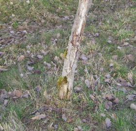 Steter Tropfen höhlt den Stein
So sagt ein altes Sprichwort. Die mit Motorsensen bewaffneten Landschaftspfleger kehren auch immer wieder um die Natur im Zaum zu halten. Dieser Baum hat es schon hinter sich.
Bild 1