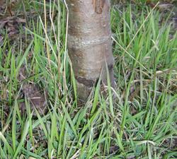 Steter Tropfen höhlt den Stein
So sagt ein altes Sprichwort. Die mit Motorsensen bewaffneten Landschaftspfleger kehren auch immer wieder um die Natur im Zaum zu halten. Dieser Baum hat es schon hinter sich.
Bild 2