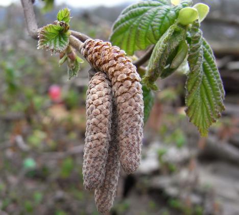 Haselnussblüte
Das sind die männlichen Blüten der Haselnuss. Wenn man genau hinschaut, sieht man auch woher der Begriff Lämmerschwanz kommt.