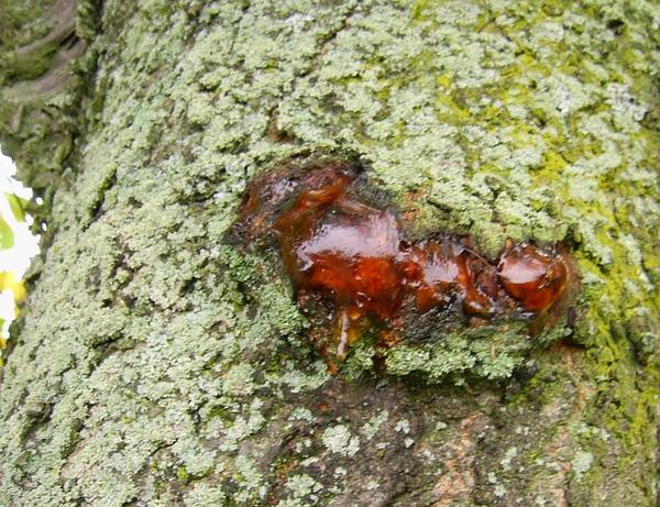 Kirsche blutet
An Kirschbäumen sieht man oft das Harz austreten. Wenn die Sonne darauf scheint wird es zähflüssig, hat aber immer auf der Oberfläche eine relativ feste Haut.