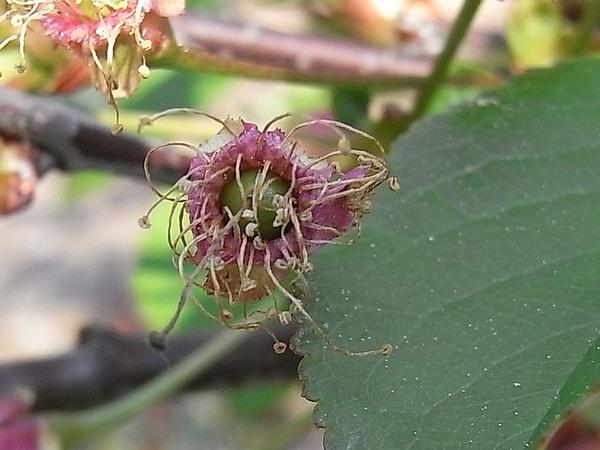 Sauerkirsche bildet sich in der Blüte
Die Kirsche hat abgeblüht und in der Resten der Blüte ist jetzt schon die Frucht zu erkennen. Manche Leute mögen keine Sauerkirschen, eben weil sie sauer sind.