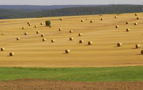 Stroh - ein sehr nützlicher Baustoff
Schon unsere Vorfahren kannten viele Anwendungen für das beim Getreideanbau anfallende Stroh. Dabei gab es einige Gewohnheiten die völlig aus der Mode gekommen sind.