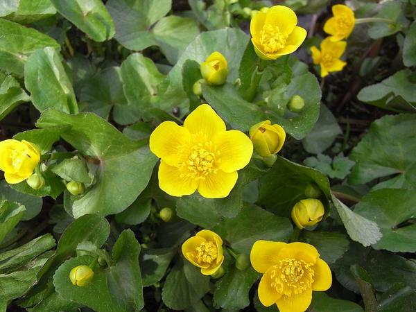 Sumpfdotterblume - hier gibt's Wasser
Die Sumpfdotterblume zeigt an wo es Wasser gibt. Dort wo sie gedeiht ist es feucht, meist gibt es auch fließendes Wasser. Der Rückgang dieser Pflanze hängt direkt