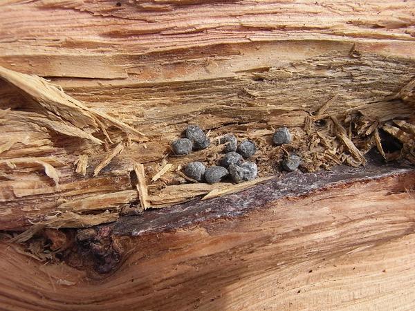 Was macht das Blei im Holz?
Beim Holz hacken tauchte plötzlich ein Fremdkörper im Holzklotz auf. In der Kiefer fanden sich dann 14 Bleikügelchen. An den Jahresringen gezählt, hat vor ca.40 Jahren eine