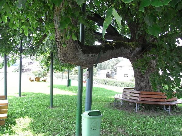 Alte Linde abgestützt
Die Alte Linde ziert einen Festplatz. So lange die Anwohner denken können versammelt man sich im Schatten dieser Linde. Daher hat man sich vermutlich auch entschlossen, die