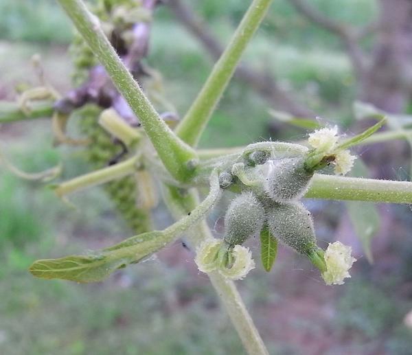 Walnussbaum  - Blüte geschafft
Ein Walnussbaum hinter dem Haus hat viele Vorzüge, deshalb ist die Freude groß wenn er auch die Blüte durch die frostigen Nächte gebracht hat.