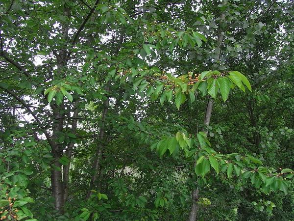 Wildkirsche im Juni
Die Wildkirsche zählt zu den interessantesten Bäumen. Schon in der Blüte ist sie eine Augenweite. Im Juni beginnen die Früchte zu reifen, die je nach Sorte schon rot
