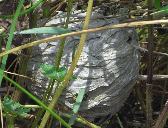 Pflanzenfasern als Baustoff
Die Wespen haben sich ein Nest mitten in die Brennnesseln gebaut. Sie nutzen Pflanzenfasern als Baustoff. Die umgeknickten Brennnesselstiele wurden gleich mit eingebaut.