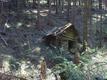 Verfallene Blockhütte im Wald