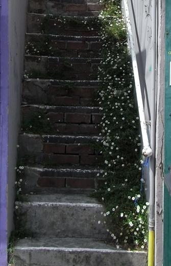 Teil 11, Reisebericht Sommer 2011
Was in englischen Städten ähnlich wie in deutschen Städten ist? Es fehlt an Natur. Auf dieser Steintreppe werden deshalb die wildwachsenden Blumen in den Fugen bewusst geduldet.