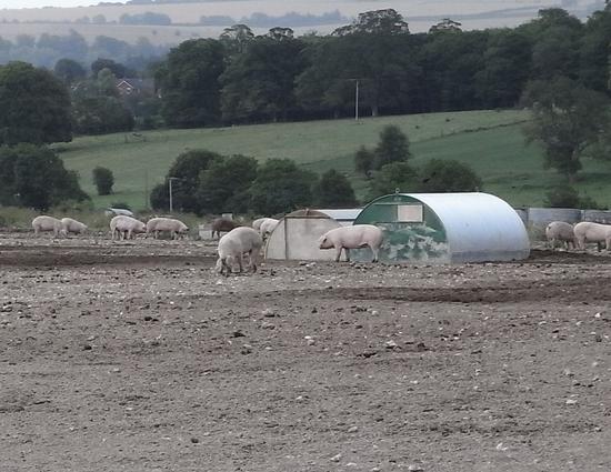 Schweine in Freilandhaltung
In der Nähe der Universitätsstadt Bath führt unser Weg an einer riesigen Schweinefarm vorbei. In kleinen familiären Gruppen gehalten, scheint es den Vierbeinern wirklich