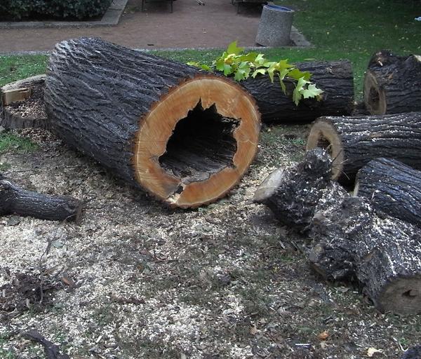 Hohler Baum gefällt
In einem Park wurde ein hohler Baum gefällt. Vermutlich hat der nach Ansicht der Behörden, die Sicherheit der Bürger bedroht. Möglicherweise wäre dieser Baum durch radikales